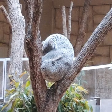 名古屋市東山動植物園に投稿された画像（2025/4/20）