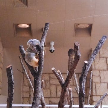 名古屋市東山動植物園に投稿された画像（2025/4/20）