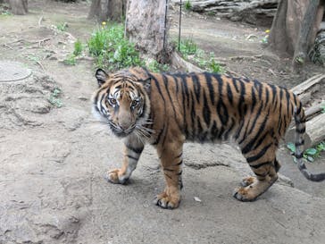 恩賜上野動物園に投稿された画像（2025/4/20）