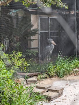 恩賜上野動物園に投稿された画像（2025/4/20）