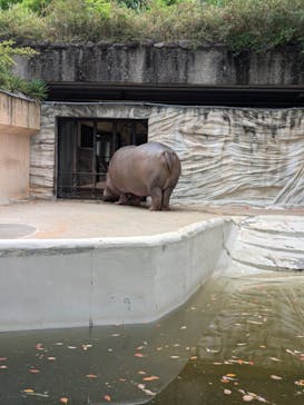 恩賜上野動物園に投稿された画像（2025/4/20）