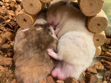 Moff animal cafe イオンモール幕張新都心店に投稿された画像（2025/4/20）