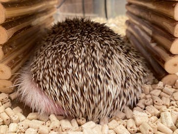 Moff animal cafe イオンモール幕張新都心店に投稿された画像（2025/4/20）