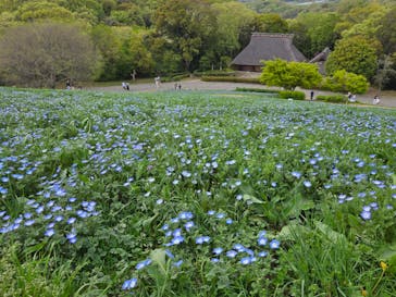 こうべアグリパークネモフィラの丘2025に投稿された画像（2025/4/20）