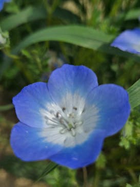 こうべアグリパークネモフィラの丘2025に投稿された画像（2025/4/20）