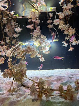 マクセル アクアパーク品川に投稿された画像（2025/4/20）