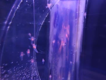 新江ノ島水族館に投稿された画像（2025/4/20）