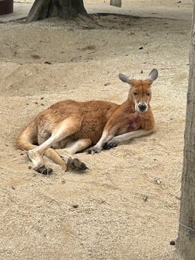 東武動物公園に投稿された画像（2025/4/20）