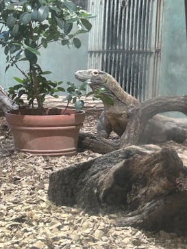 名古屋市東山動植物園に投稿された画像（2025/4/20）