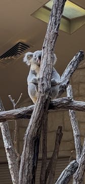 名古屋市東山動植物園に投稿された画像（2025/4/20）