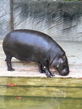 名古屋市東山動植物園に投稿された画像（2025/4/20）