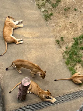 多摩動物公園に投稿された画像（2025/4/20）