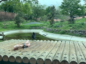 東京動物園協会_多摩動物公園に投稿された画像（2025/4/20）