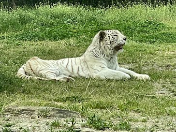 群馬サファリパークに投稿された画像（2025/4/20）