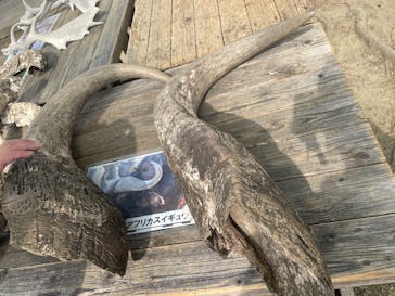 群馬サファリパークに投稿された画像（2025/4/20）