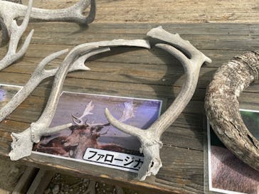 群馬サファリパークに投稿された画像（2025/4/20）