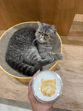 Cat Café MOFF イーアス沖縄豊崎店に投稿された画像（2025/4/20）