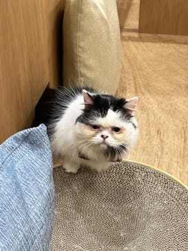 Cat Café MOFF イーアス沖縄豊崎店に投稿された画像（2025/4/20）