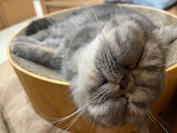 Cat Café MOFF イーアス沖縄豊崎店に投稿された画像（2025/4/20）