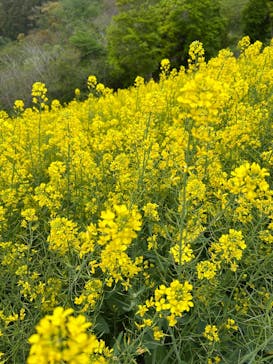 マザー牧場に投稿された画像（2025/4/20）