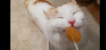 猫カフェモカ　町田ジョルナ店に投稿された画像（2025/4/20）