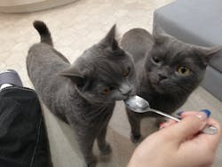 猫カフェモカ　町田ジョルナ店に投稿された画像（2025/4/20）