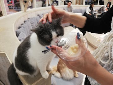 猫カフェモカ　町田ジョルナ店に投稿された画像（2025/4/20）