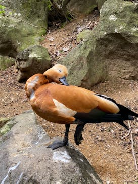 伊豆シャボテン動物公園に投稿された画像（2025/4/20）