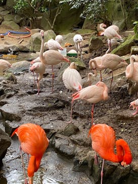 伊豆シャボテン動物公園に投稿された画像（2025/4/20）