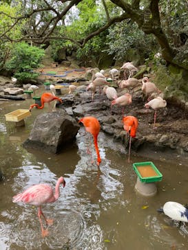 伊豆シャボテン動物公園に投稿された画像（2025/4/20）