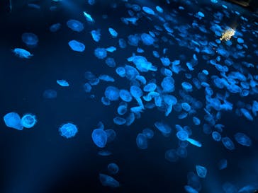 すみだ水族館に投稿された画像（2025/4/20）