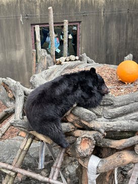 恩賜上野動物園に投稿された画像（2025/4/20）