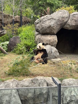 恩賜上野動物園に投稿された画像（2025/4/20）