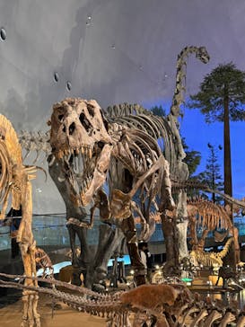 福井県立恐竜博物館に投稿された画像（2025/4/20）
