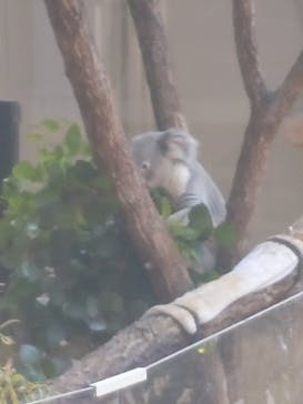 名古屋市東山動植物園に投稿された画像（2025/4/20）