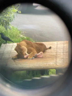 多摩動物公園に投稿された画像（2025/4/20）