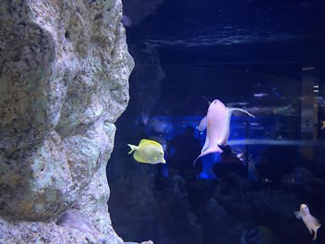 すみだ水族館に投稿された画像（2025/4/20）