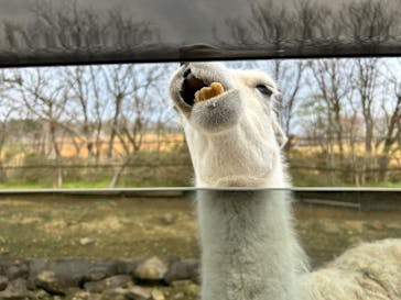 東北サファリパークに投稿された画像（2025/4/20）