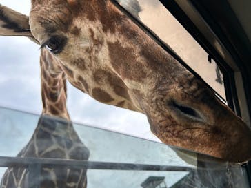 東北サファリパークに投稿された画像（2025/4/20）