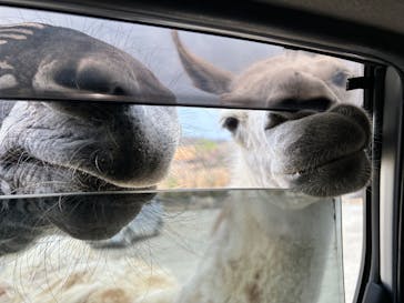 東北サファリパークに投稿された画像（2025/4/20）