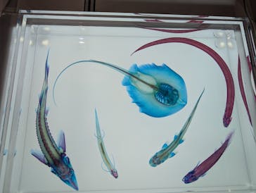 新世界『透明標本』展 ＠北九州市科学館に投稿された画像（2025/4/20）