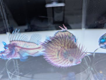 新世界『透明標本』展 ＠北九州市科学館に投稿された画像（2025/4/20）