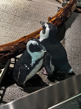 NIFREL（ニフレル）に投稿された画像（2025/4/20）