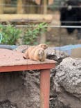 恩賜上野動物園に投稿された画像（2025/4/20）