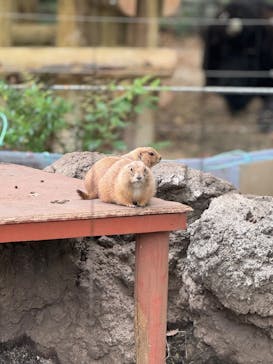 恩賜上野動物園に投稿された画像（2025/4/20）
