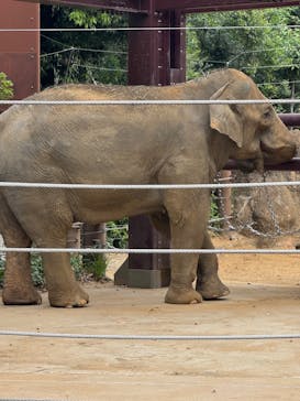 恩賜上野動物園に投稿された画像（2025/4/20）
