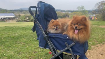 いばらきフラワーパークに投稿された画像（2025/4/20）