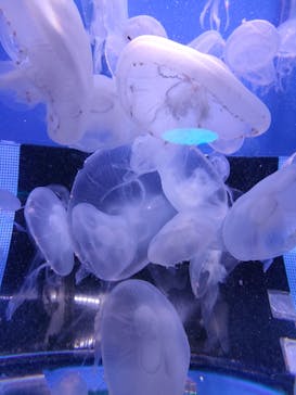 しながわ水族館に投稿された画像（2025/4/20）