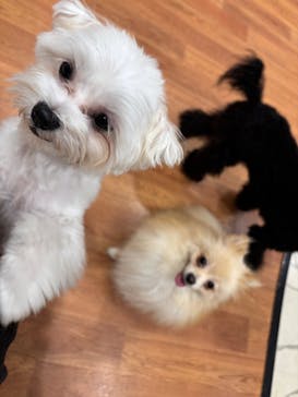 いぬカフェRio 下北沢店に投稿された画像（2025/4/20）