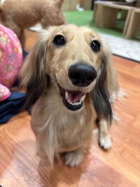 いぬカフェRio 下北沢店に投稿された画像（2025/4/20）